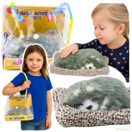 Śpiący husky na poduszce dżwięk