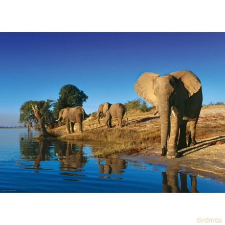 HEYE 1000 EL. Thirsty Elephants [PUZZLE]