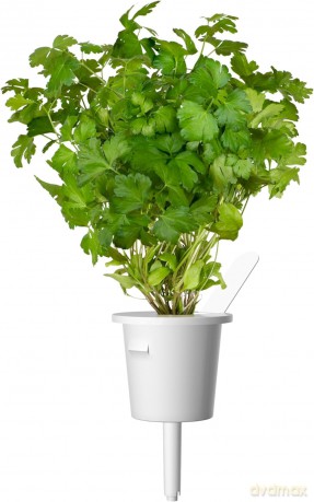 Click and Grow - Smart Garden Refill 3-pack Plain Parsley