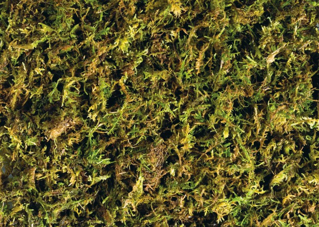 Mech tropikalni EXOTERRA - Forest Moss 7L - (222.5092)