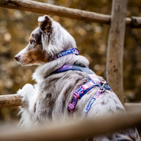 Non-Stop - Line Harness 5.0 - RP Purple/Pink - 5