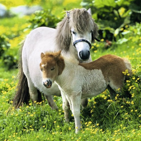 RAVENSBURGER 3x49 el. My Little Pony Przyjacielski Kucyk [PUZZLE]