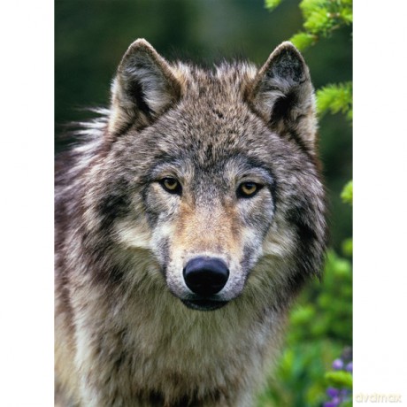 RAVENSBURGER 500 el. Wilk [PUZZLE]