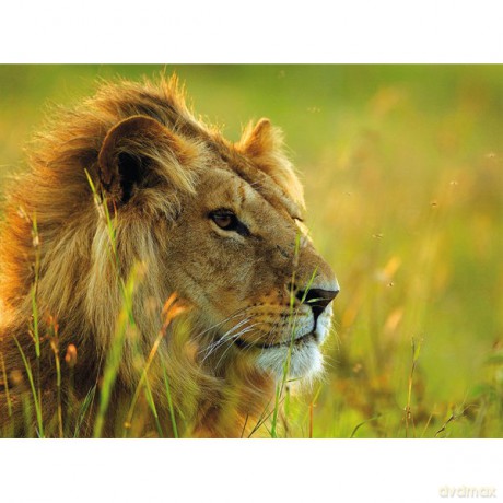 RAVENSBURGER 1500 el. Lew [PUZZLE]