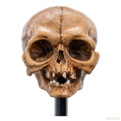 Lord of the Rings Mini Statue Skull of Gollum 13 cm