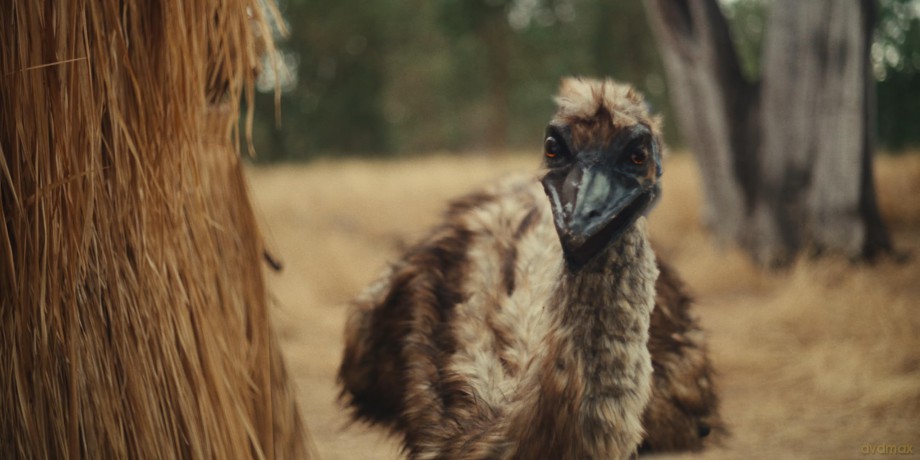 The Emu War [Blu-Ray]