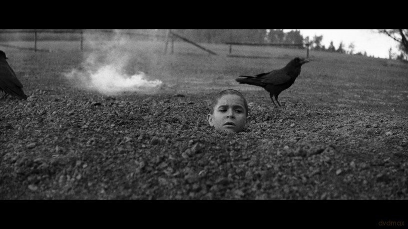 The Painted Bird (Malowany ptak) [Blu-Ray]