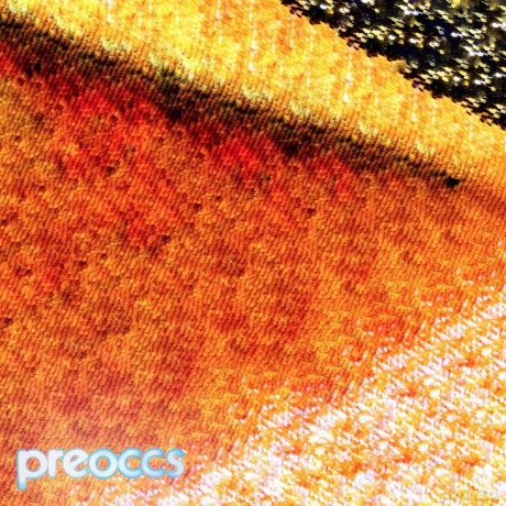 Preoccupations: Mur/Ponr (Yellow) [Winyl]