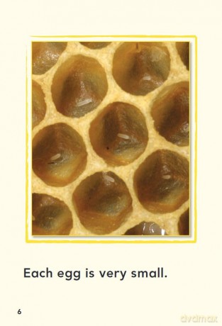A Bee's Life (Time for Kids(r) Informational Text) - Dona Herweck Rice [KSIĄŻKA]