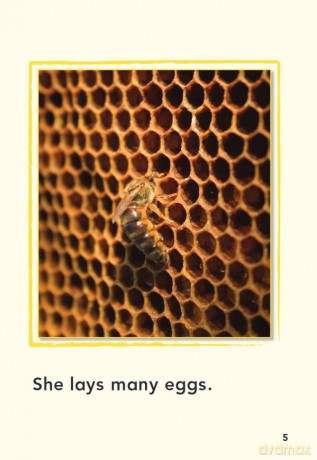A Bee's Life (Time for Kids(r) Informational Text) - Dona Herweck Rice [KSIĄŻKA]