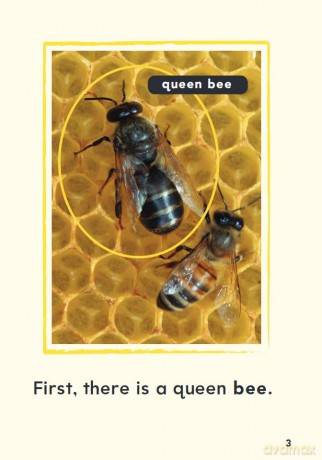 A Bee's Life (Time for Kids(r) Informational Text) - Dona Herweck Rice [KSIĄŻKA]