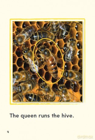 A Bee's Life (Time for Kids(r) Informational Text) - Dona Herweck Rice [KSIĄŻKA]