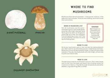 All About Mushrooms - Alice Pattullo [KSIĄŻKA]