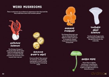 All About Mushrooms - Alice Pattullo [KSIĄŻKA]