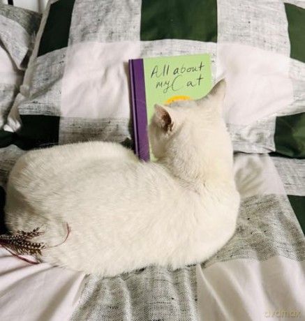 All About My Cat (and Me): Keepsake and Memory Journal with Prompts - for Cat Owners to Capture Special Memories - Garry Jenkins [KSIĄŻKA]