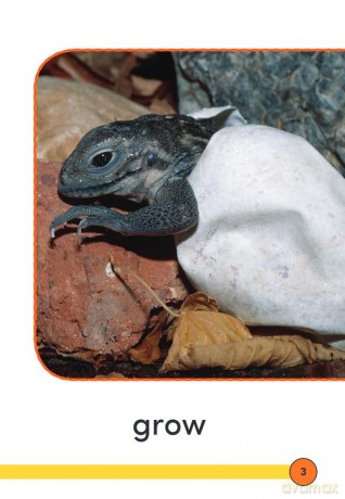 Always Growing: Skin (Time for Kids(r) Informational Text) - Dona Herweck Rice [KSIĄŻKA]
