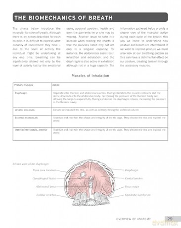 Anatomy of Yoga for Posture and Health (IMM Lifestyle Books) Improve Alignment, Build Core Strength, Relieve Back Pain, and Understand What Happens Inside Your Body During Key Yoga Poses - Nicky Jenkins [KSIĄŻKA]