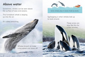 Beginners Whales - James Maclaine [KSIĄŻKA]