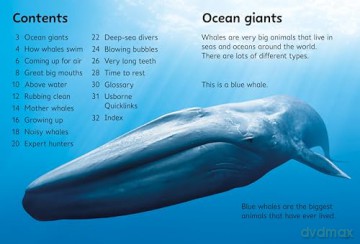 Beginners Whales - James Maclaine [KSIĄŻKA]