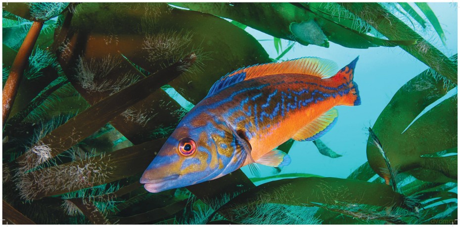 Beneath Irish Seas: The Hidden Wonders of Ireland's Amazing Marine Life - Nigel Motyer [KSIĄŻKA]