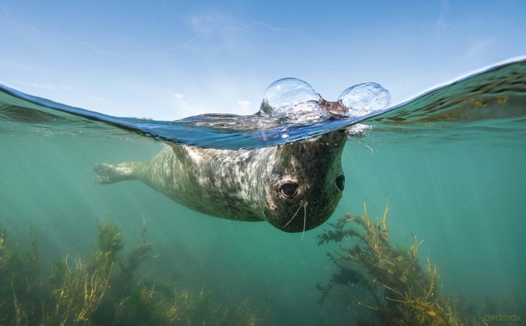 Beneath Irish Seas: The Hidden Wonders of Ireland's Amazing Marine Life - Nigel Motyer [KSIĄŻKA]