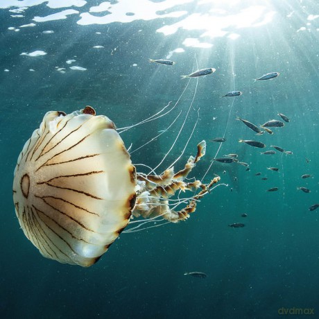Beneath Irish Seas: The Hidden Wonders of Ireland's Amazing Marine Life - Nigel Motyer [KSIĄŻKA]