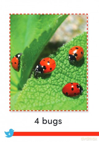 Birds and Bugs (Time for Kids(r) Informational Text) - Sharon Coan [KSIĄŻKA]