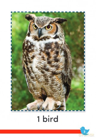 Birds and Bugs (Time for Kids(r) Informational Text) - Sharon Coan [KSIĄŻKA]