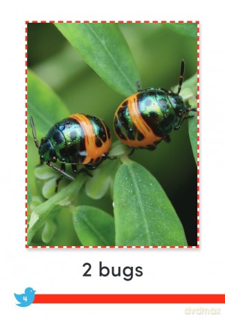 Birds and Bugs (Time for Kids(r) Informational Text) - Sharon Coan [KSIĄŻKA]