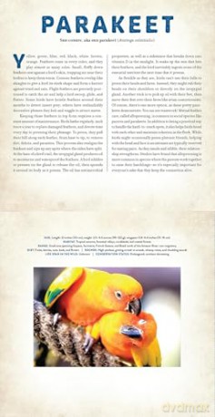 Birds: A Photicular Book - Dan Kainen [KSIĄŻKA]