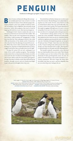 Birds: A Photicular Book - Dan Kainen [KSIĄŻKA]