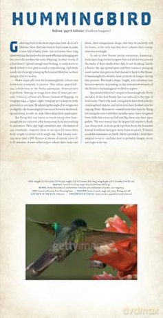 Birds: A Photicular Book - Dan Kainen [KSIĄŻKA]