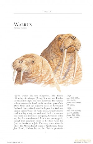 Bradt Arctic (Travel Guide): a guide to coastal wildlife - Tony Soper [KSIĄŻKA]