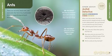 Bug Explorers! a Bug Book for Kids: Outdoor Activities, Insect Facts, and Stickers - Emily Greenhalgh [KSIĄŻKA]