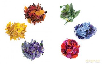 Color Curious: Find Color Inspiration All Around You for Art, Design, and Life - Ana Bianchi [KSIĄŻKA]