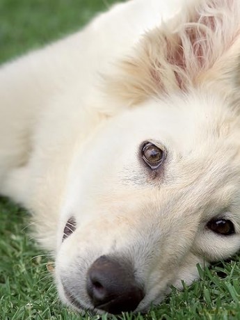 Complete Puppy School (CompanionHouse Books) Step-by-Step Guide to Choosing, Training, and Raising a Healthy, Confident Puppy for First-Time Dog Owners - Techniques for Behavior, Manners, and More - Dr. Quixi Sonntag [KSIĄŻKA]