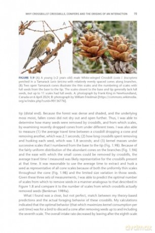 Crossbills and Conifers: One Million Years of Adaptation and Coevolution - Craig Benkman [KSIĄŻKA]