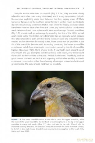 Crossbills and Conifers: One Million Years of Adaptation and Coevolution - Craig Benkman [KSIĄŻKA]