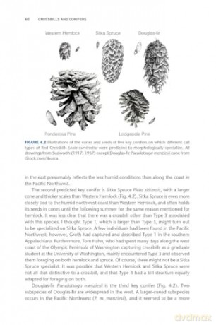 Crossbills and Conifers: One Million Years of Adaptation and Coevolution - Craig Benkman [KSIĄŻKA]