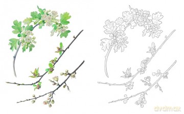Edith Holden: A Country Diary Colouring Book (Arcturus Classic Nature Colouring) - Edith Holden [KSIĄŻKA]