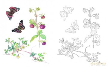 Edith Holden: A Country Diary Colouring Book (Arcturus Classic Nature Colouring) - Edith Holden [KSIĄŻKA]