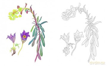 Edith Holden: A Country Diary Colouring Book (Arcturus Classic Nature Colouring) - Edith Holden [KSIĄŻKA]