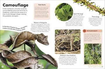 Eyewonder Rainforest: Open Your Eyes to a World of Discovery - Dk [KSIĄŻKA]