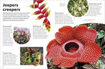 Eyewonder Rainforest: Open Your Eyes to a World of Discovery - Dk [KSIĄŻKA]