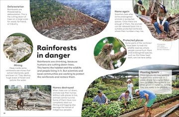 Eyewonder Rainforest: Open Your Eyes to a World of Discovery - Dk [KSIĄŻKA]