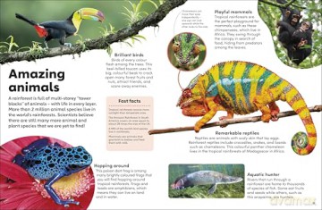 Eyewonder Rainforest: Open Your Eyes to a World of Discovery - Dk [KSIĄŻKA]