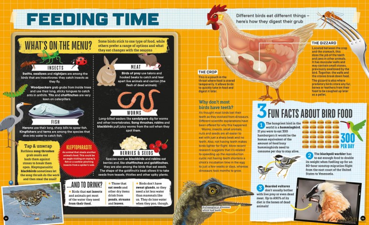 Factology: Birds: Open Up a World of Information! - Factology [KSIĄŻKA]