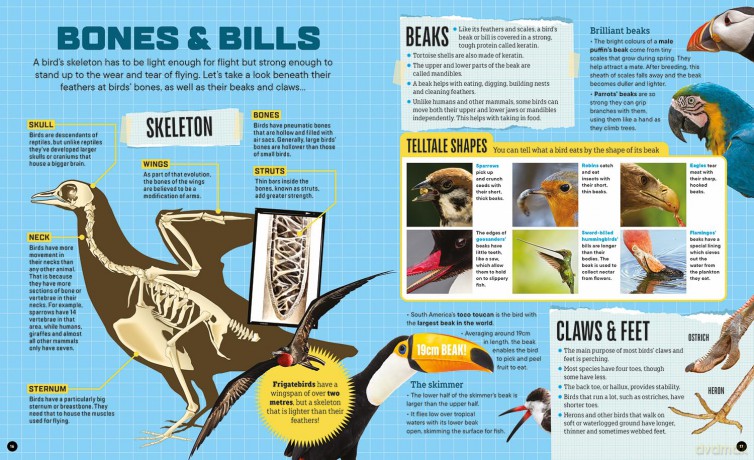 Factology: Birds: Open Up a World of Information! - Factology [KSIĄŻKA]