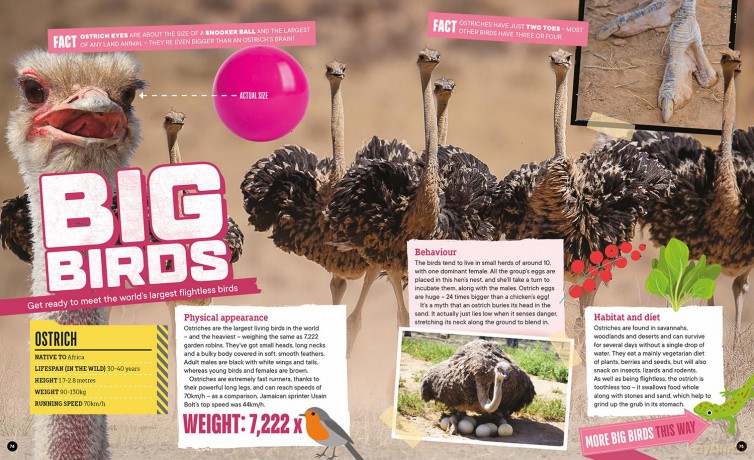 Factology: Birds: Open Up a World of Information! - Factology [KSIĄŻKA]