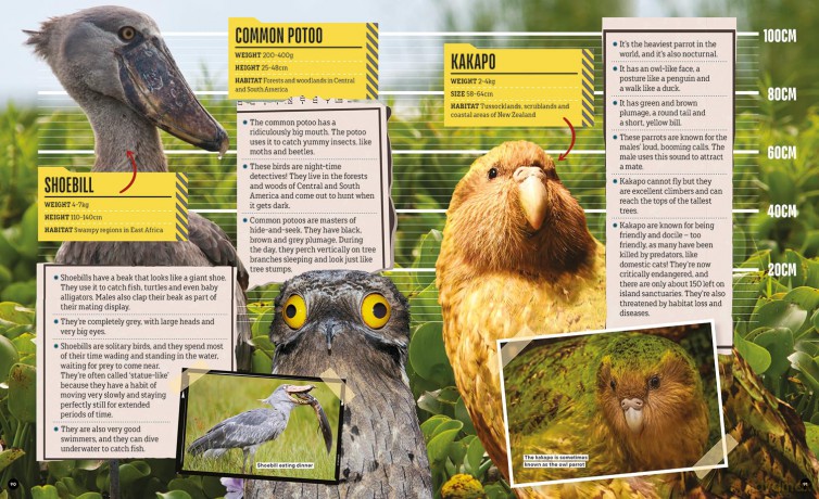 Factology: Birds: Open Up a World of Information! - Factology [KSIĄŻKA]